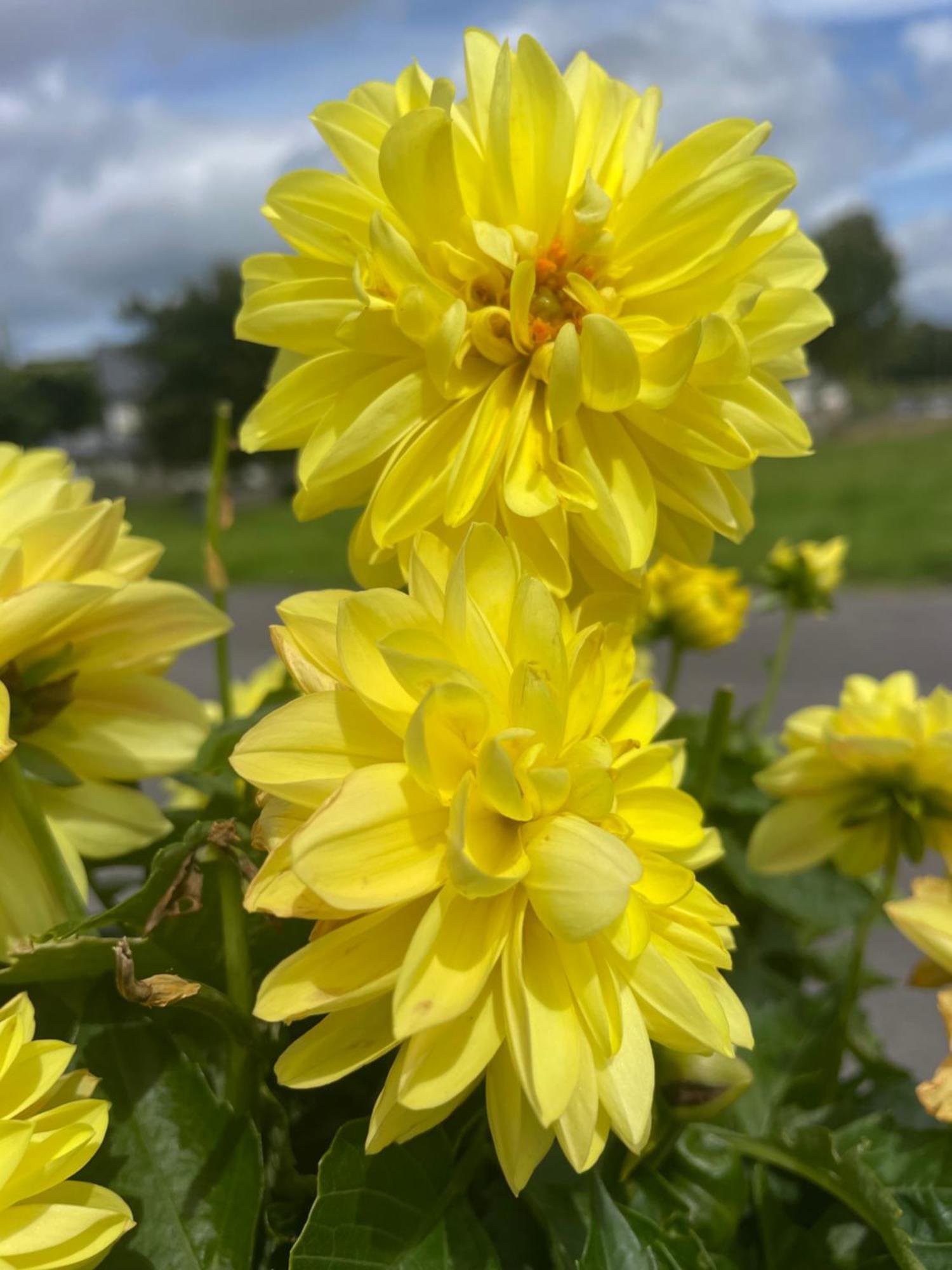 Bru Na Pairc B&B Bantry Exterior foto